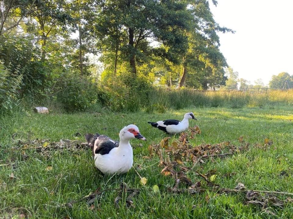 Pipowagens Bij Pannenkoekenrestaurant & Camping De Koppenjan 'Een Uniek Verblijf Met Kinderspeelboerderij' Jubbega-Schurega Bagian luar foto
